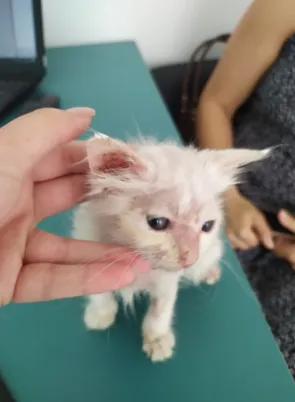 Dermatofitose-1 | Equalis Dermatofitose em Cães e Gatos: Relatos de Um Cão e Um Gato