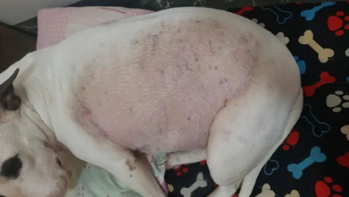 FOLICULITE-FURUNCULOSE-DO-BULL-TERRIER | Equalis Foliculite Furunculose do Bull Terrier: Relato de Caso