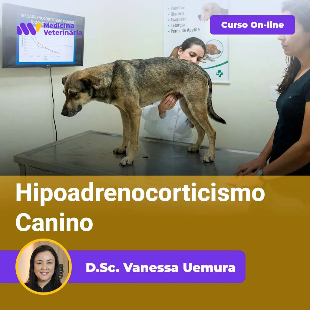 Hipoadrenocorticismo Canino | Equalis