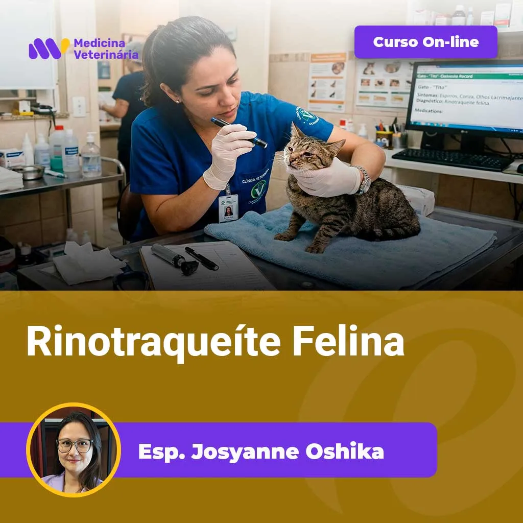 Rinotraqueíte-Felina | Equalis Veterinarian in blue scrubs examines a cat on a clinic table; 'Curso On-line' banner visible above.