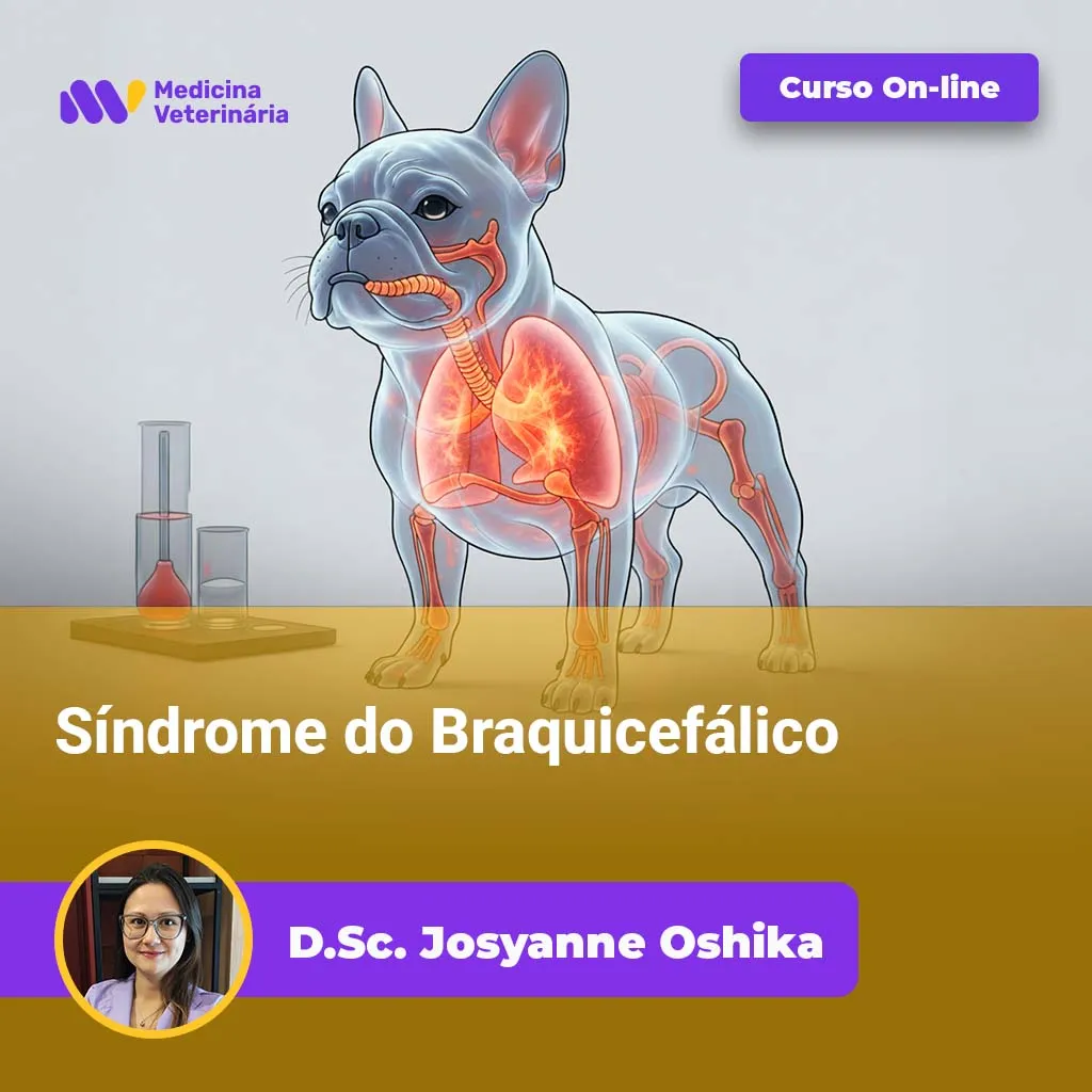 Síndrome do Braquicefálico | Equalis